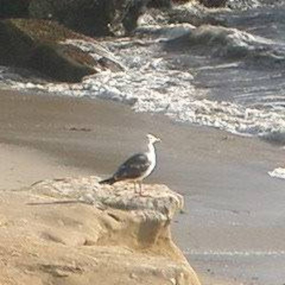 Meet your Posher, Dove